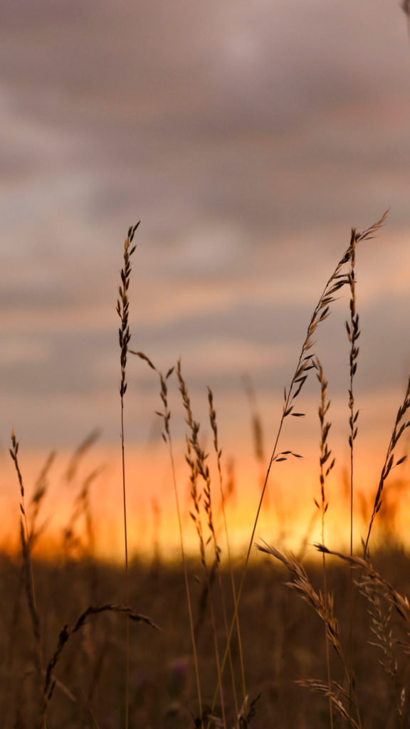 Hintergrundbild für Smartphone - Gräser bei Sonnenuntergang