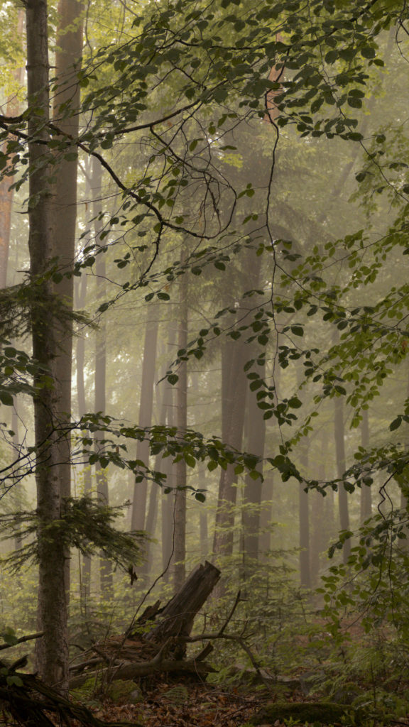 Hintergrundbild für Smartphone - Frühling im Wald