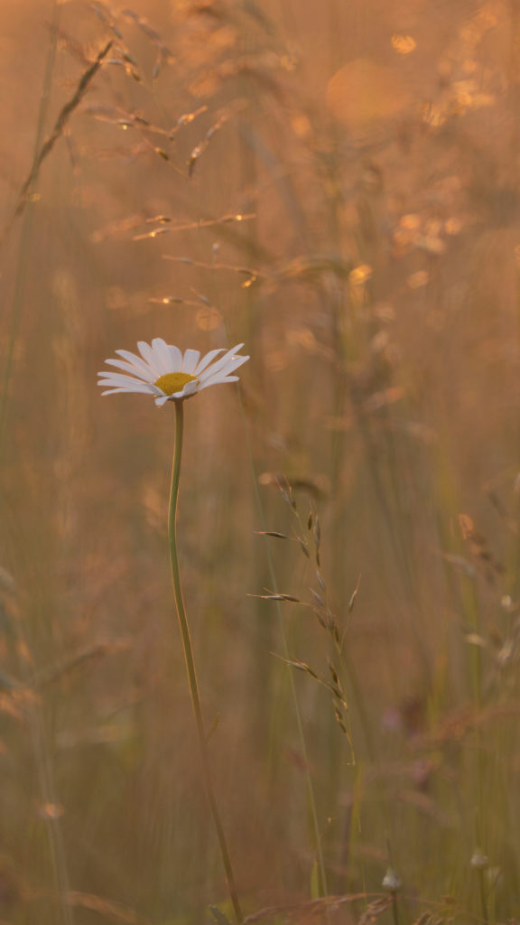 Hintergrundbild für Smartphone - Frühlingsblume