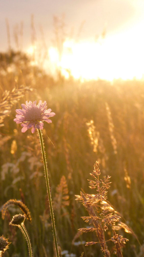 Hintergrundbild für Smartphone - Blumenwiese
