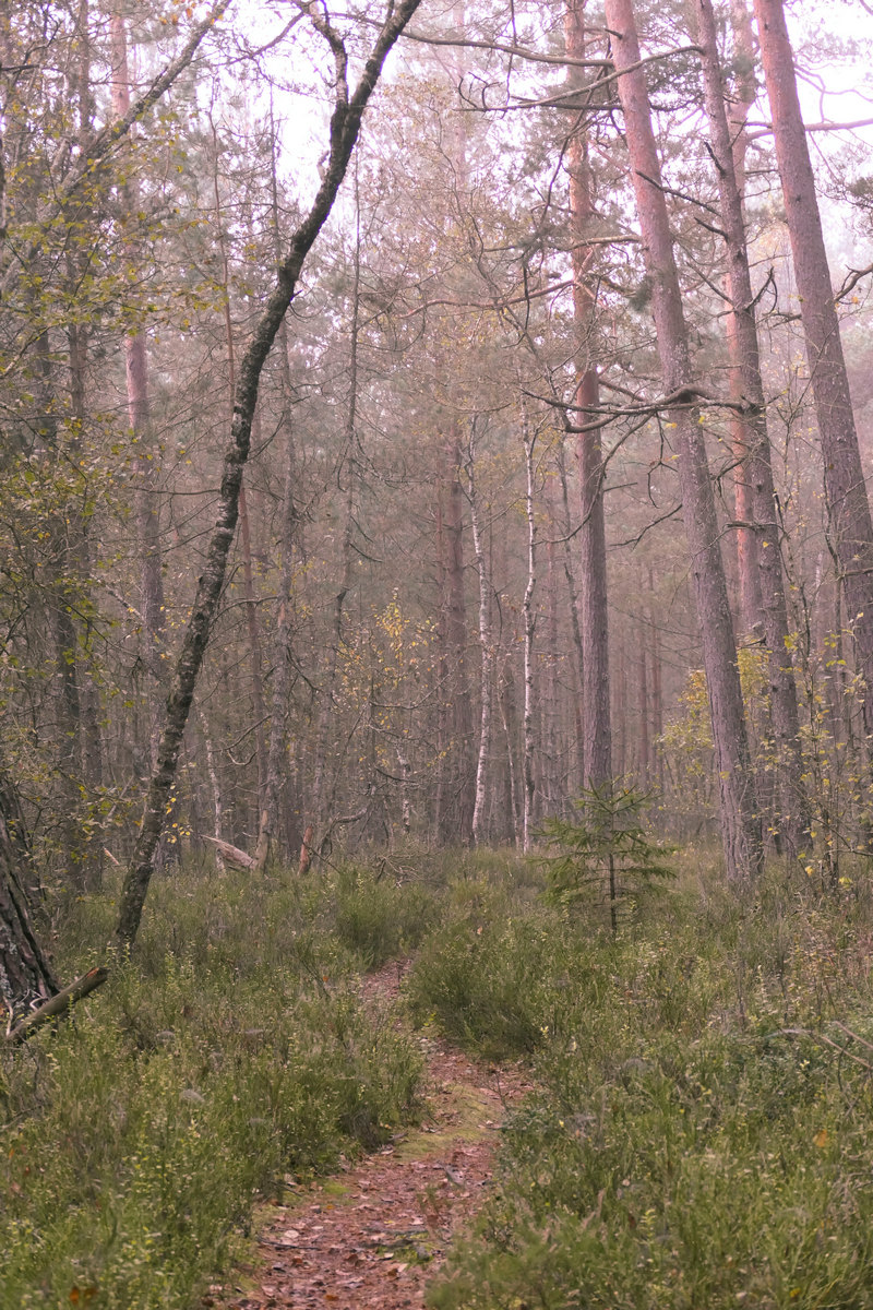 Das Würzbacher Moor Torfstich