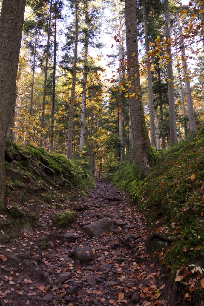 Herbst im Monbachtal