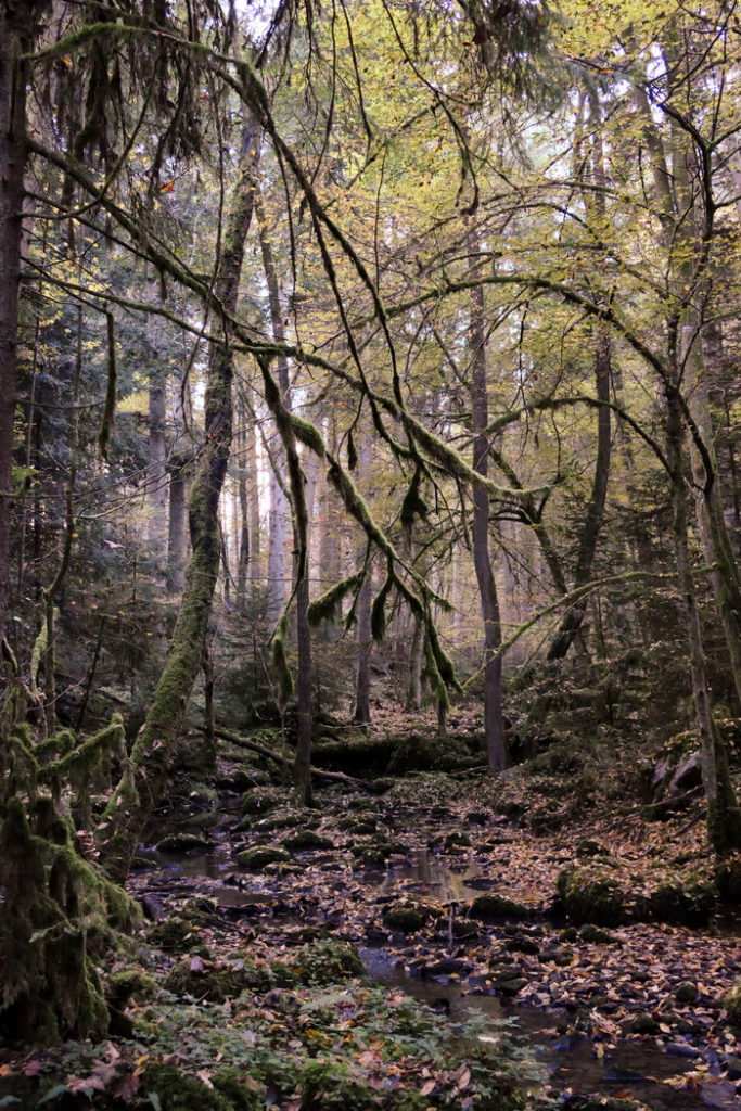 wie im Dschungel - das Monbachtal