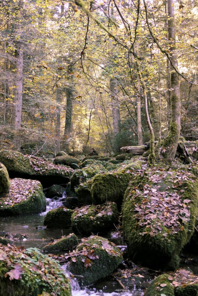 zauberhaftes Monbachtal