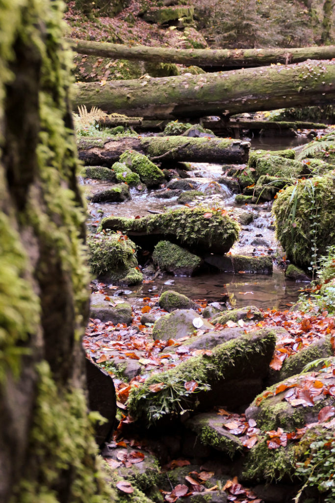 wildromantisches Monbachtal