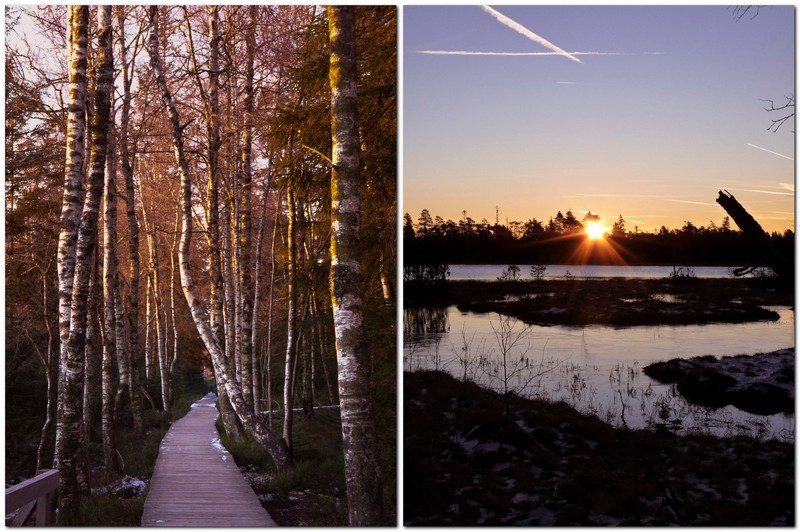 Mystischer Holzsteg zum Wildseemoor bei Sonnenaufgang - geheimnisvolle Naturkulisse für Wanderer und Fotografie-Liebhaber