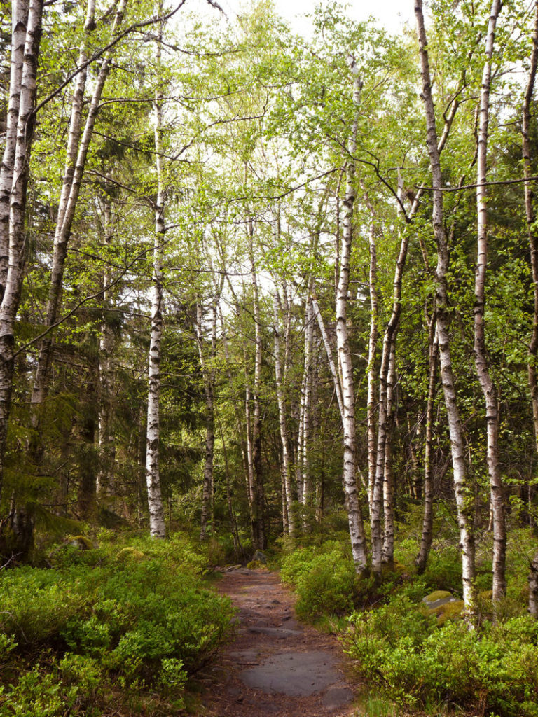 Ein einladender Pfad führt durch den dichten, grünen Wald und lädt zum Entdecken ein.