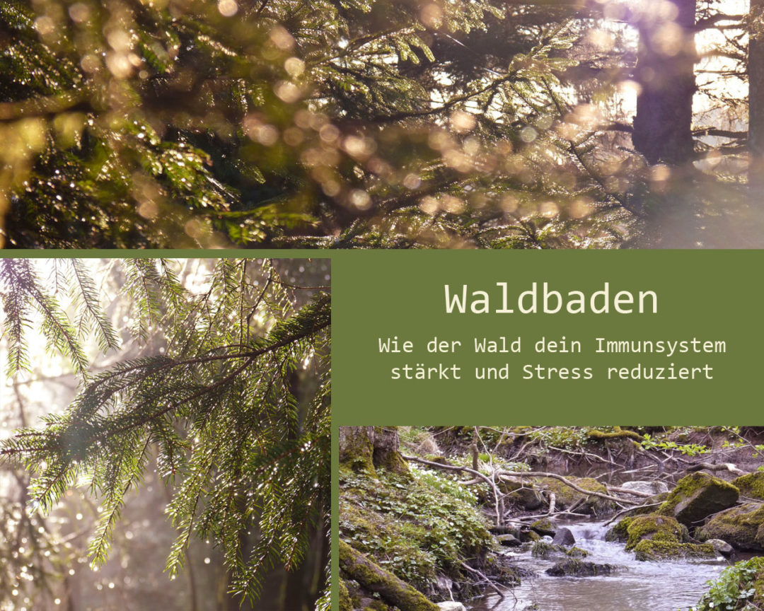 Alles über das Waldbaden - wie du es am Besten anfängst