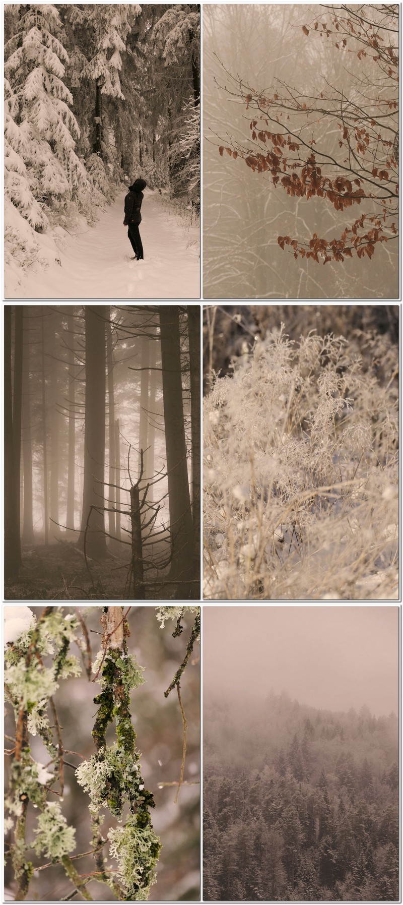 Winter im Nordschwarzwald - wenn Frost und Nebel alles zu einer Eislandschaft verzaubern.