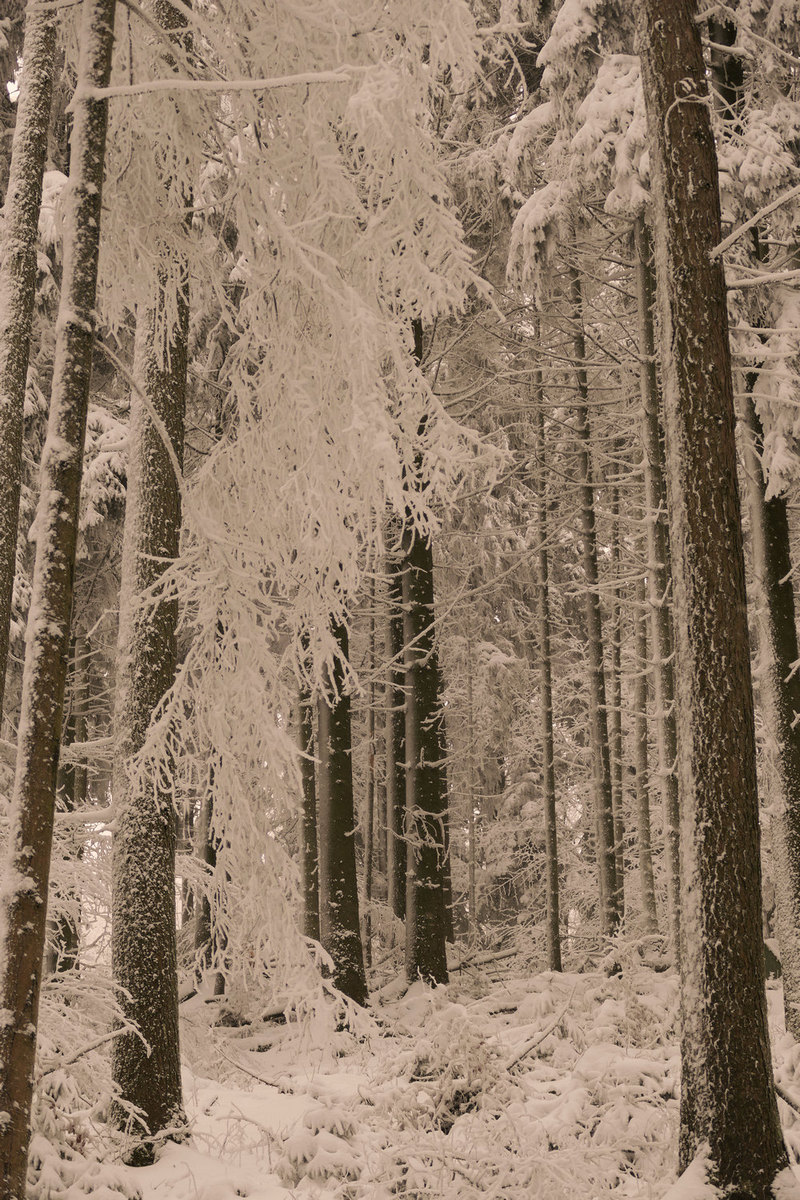 Winter im Nordschwarzwald - Die Landschaft vergisst ihre Farben.