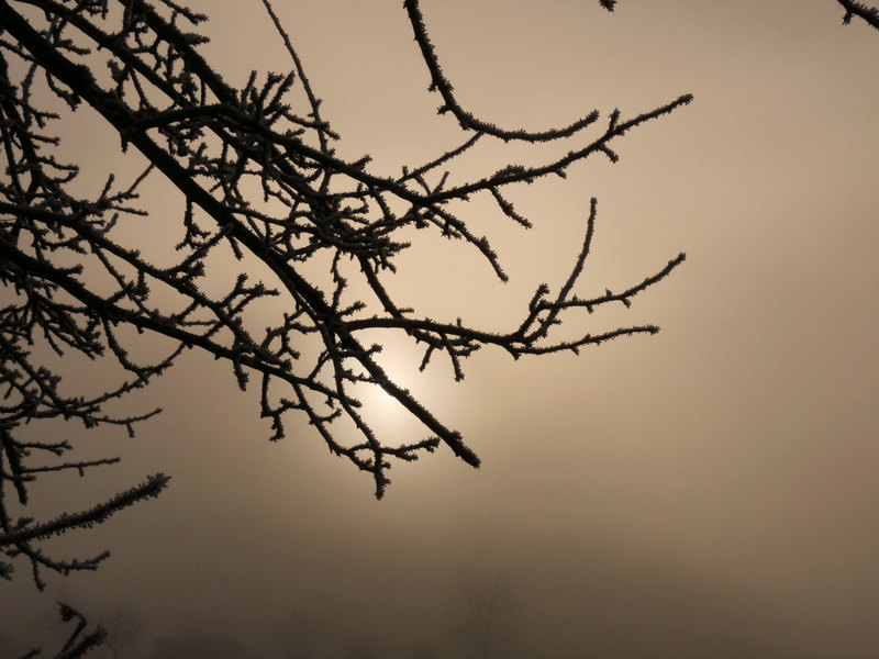 Der Frost verwandelt mit Raureif Zweige in feine Spitzen 