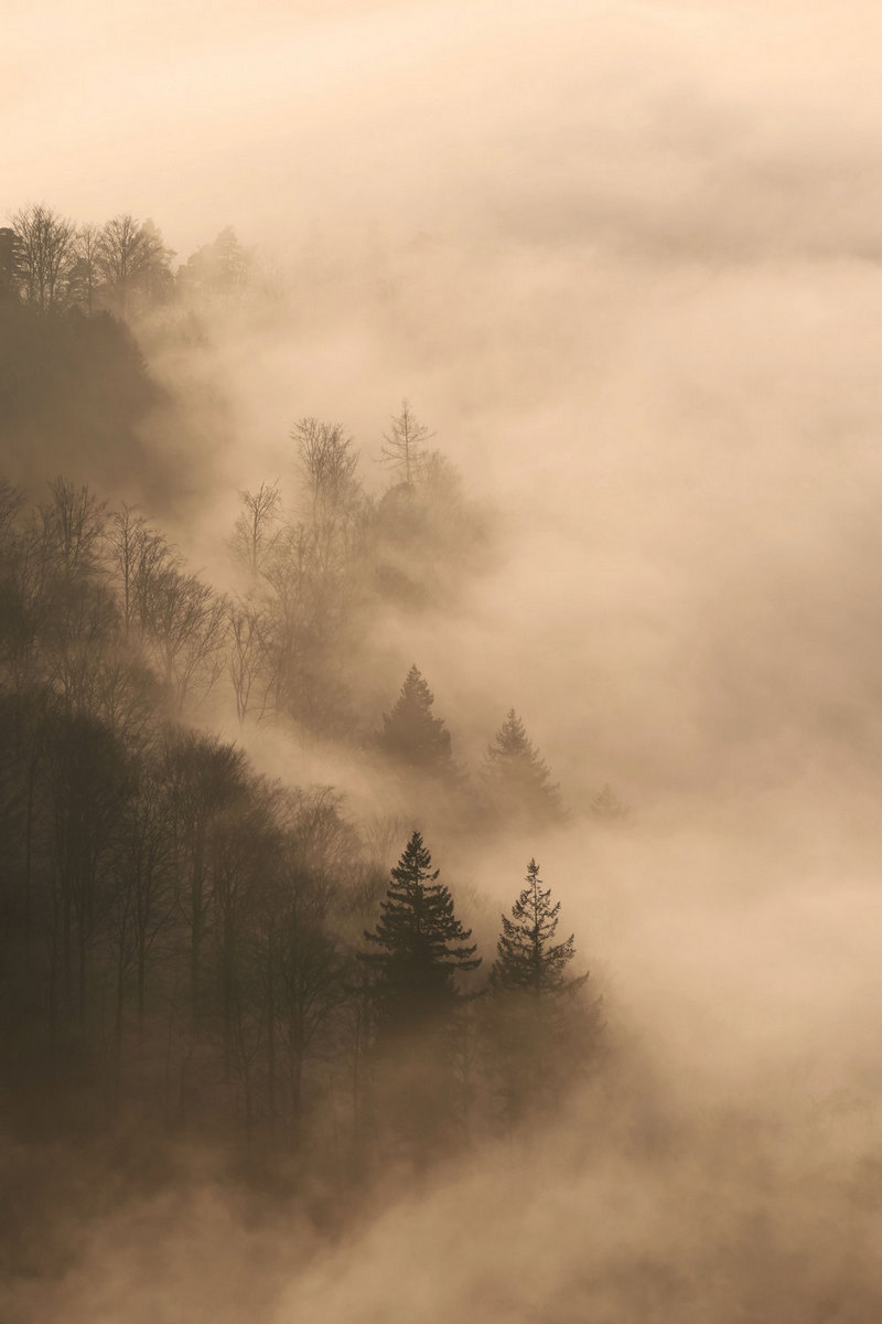 Der Nebel zaubert Bäume wie Schattenfiguren hervor.