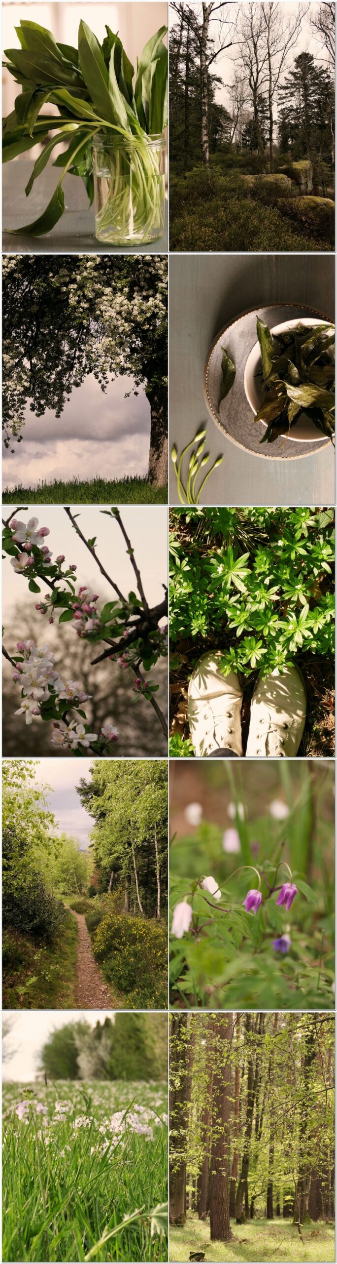 Frühling im Nordschwarzwald