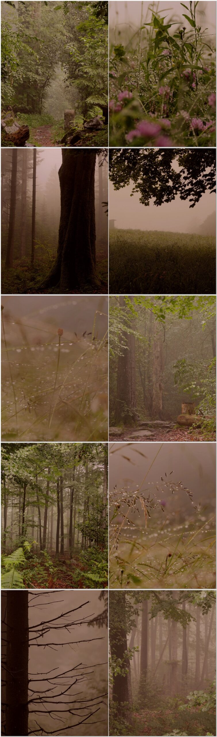 Regentage und Nebel im Sommer + Playlist