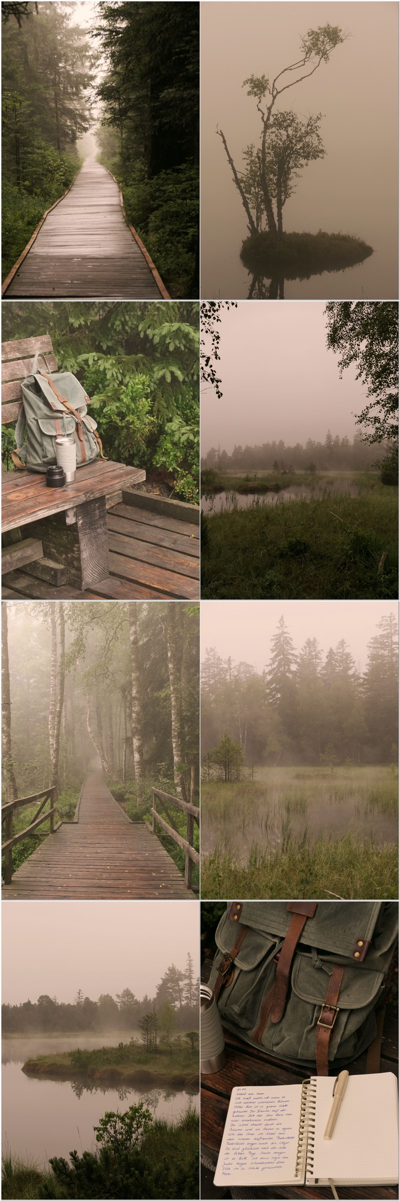 Nebel am Wildsee Moor Kaltenbronn