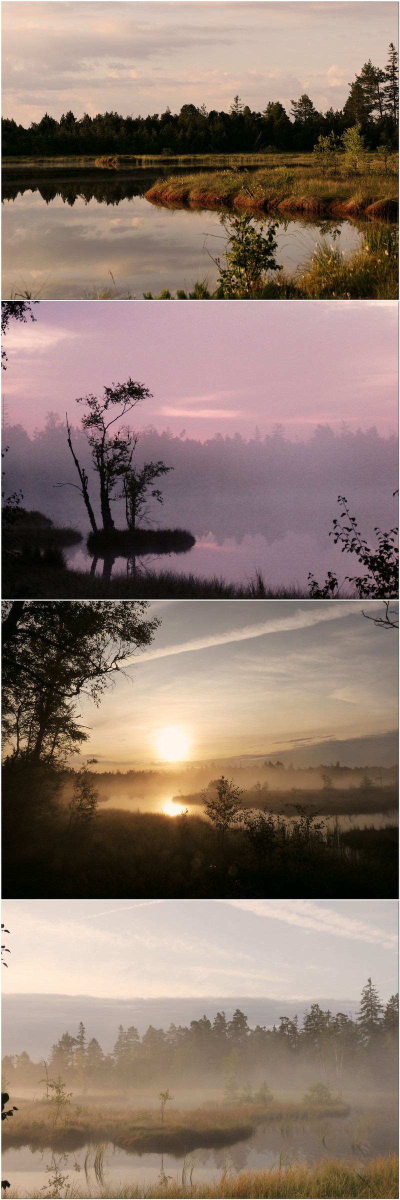 Das Wildseemoor in Kaltenbronn