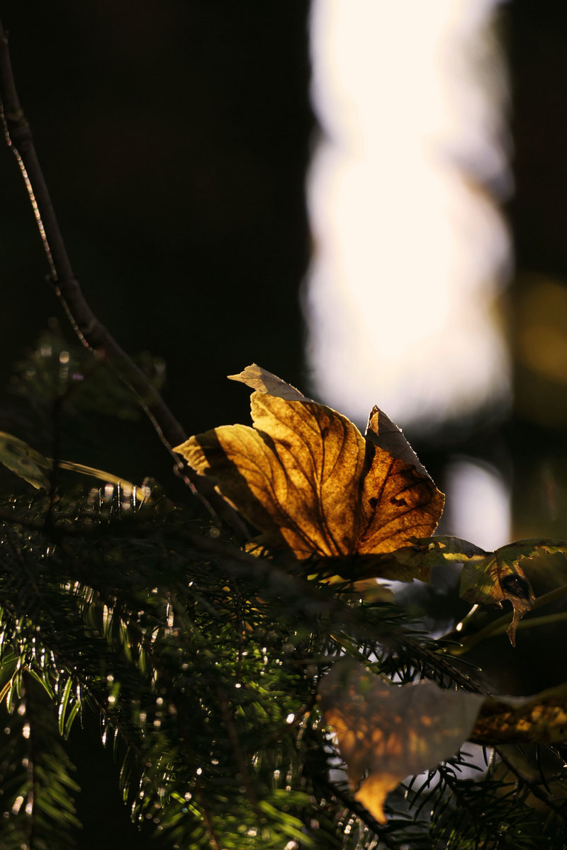 Herbst Inspirationen - kleine Ideen für draußen
